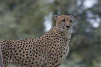 Cjp_2011_08_02_075222 (2).jpg